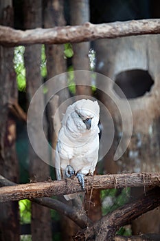 Large cockatoo, relatively large white cockatoo.