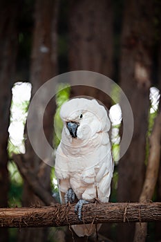 Large cockatoo, relatively large white cockatoo.