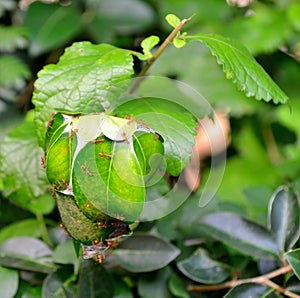 Large cocoon