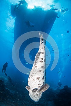 A large Cod fish swims under a dive boat at the Reef