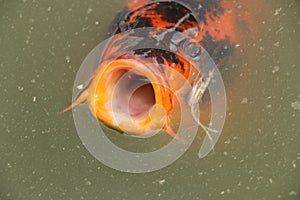 Coi carp