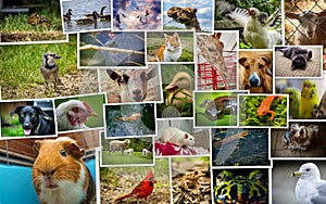 Large Collage Animals Pets