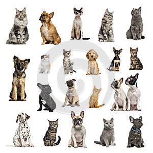 Large collection of 10 dogs and 10 cats in different position