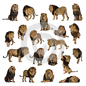 Large collection of adult lion Isolated on white background. photo