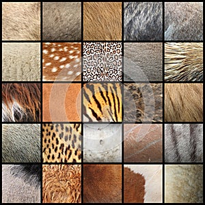 Large collection of animal fur textures