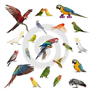 Large collection of bird, pet and exotic, in different position photo