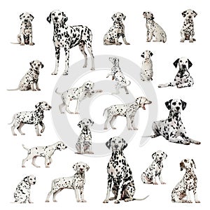 Large collection of Dalmatian, adult, puppy, different position