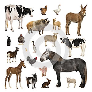 Large collection of farm animal in different position