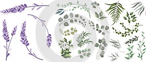 A large collection of herbs and plants. Green plants on a white background. Lavender flowers, eucalyptus and other