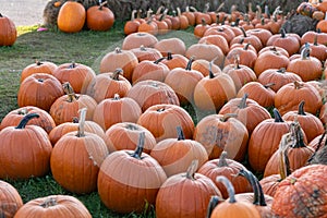 Large collection of pumpkins, gourds and squash for sale at a roadside stand