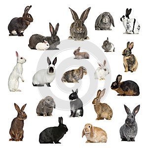 Large collection of rabbit, pet and exotic, in different position