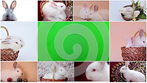 Large collection of rabbit, pet and exotic, in different position, Isolated on white background.