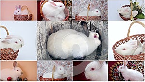 Large collection of rabbit, pet and exotic, in different position, Isolated on white background.