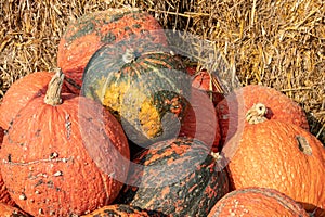 A large collection of Red Wart Cucurbita pumpkins at the market on a sunny autumn day. Beautiful background for a natural health