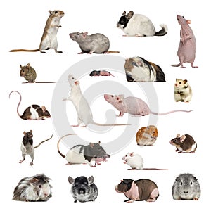 Large collection of rodent, pet and exotic, in different position