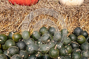 A large collection of Rondini Cucurbita pepo pumpkins at the market on a sunny autumn day. Beautiful background for a natural