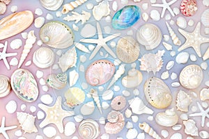 Large Collection of Seashells on Rainbow Sky Background