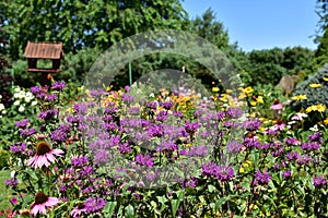 A large collection of summer flowers, daylilies, rudbeckia, phloxes, echinacea in the garden.