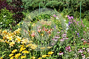 A large collection of summer flowers, daylilies, rudbeckia, phloxes, echinacea in the garden.