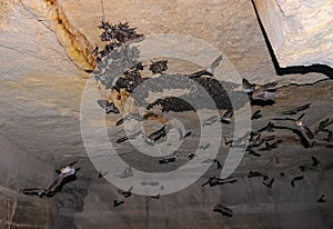 A large colony of bats resting during the day in the catacombs of eastern Crimea