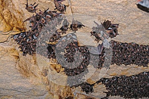 A large colony of bats resting during the day in the catacombs of eastern Crimea