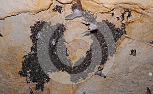 A large colony of bats resting during the day in the catacombs of eastern Crimea