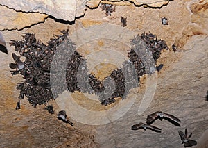 A large colony of bats resting during the day in the catacombs of eastern Crimea