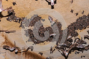 A large colony of bats resting during the day in the catacombs of eastern Crimea