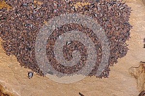 A large colony of bats resting during the day in the catacombs of eastern Crimea