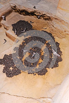 A large colony of bats resting during the day in the catacombs of eastern Crimea