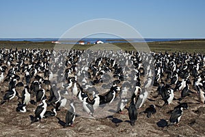 Large colony of Imperial Shag on the Falkland Islands