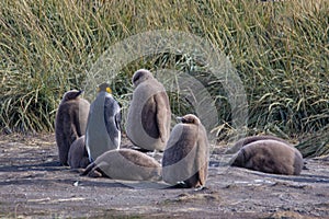 A colony of King Penguins, Aptenodytes patagonicus, resting in the grass at Parque Pinguino Rey, Tierra del Fuego Patagonia