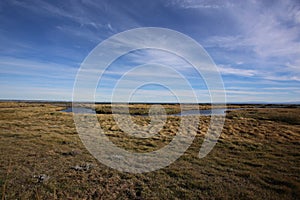 A colony of King Penguins, Aptenodytes patagonicus, resting in the grass at Parque Pinguino Rey, Tierra del Fuego Patagonia