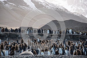 Large colony of King penguins with both adults and chicks on the beach, South Georgia, southern Atlantic Ocean