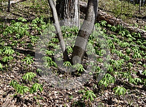 A large colony of mayapple plants emerging in a spring forest.