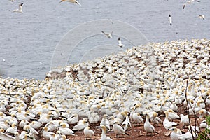 Large colony of northern gannets in Bonaventure Island (Quebec)