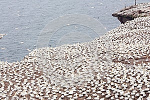 Large colony of northern gannets in Bonaventure Island (Quebec)