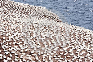 Large colony of northern gannets in Bonaventure Island (Quebec)