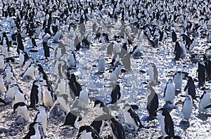 Large colony of Penguins gathering on ice