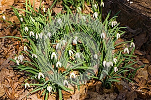 Large Colony of Snowdrops - Galanthus nivalis