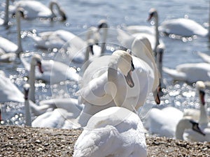 Swans at the swannery waiting for feeding time