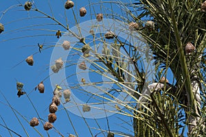 Large colony of Village weaver nests on a palm tree