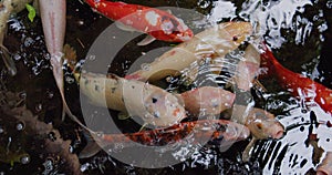Large colored Koi fish swallows air rising to the surface. Cyprinus caprio rubrofuscus swim. Fancy carp in the pond