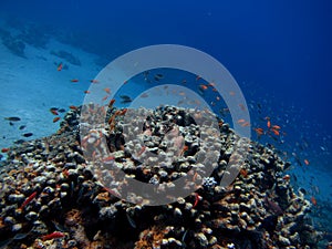 Colorful coral reef with many fishes