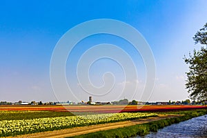 Large colorful fields of tulip flowers in Lisse Netherlands