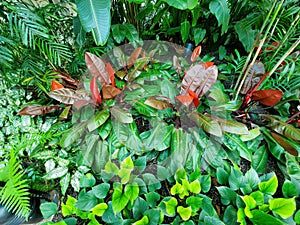 Large colorful leaves of Philodendron McColley`s Finale