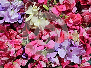 Il grande colorato scelta da dolce piselli fiori 
