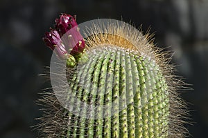 Large column cactus with long sharp thorns and purple flower