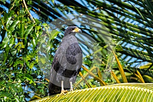 A large Common Black Hawk perched on a palm branch in the sunlight on the island of Trinidad