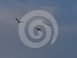 Large Common Crane Flocks, Grus grus flaing in HortobÃÂ¡gy National Park, Hungary photo